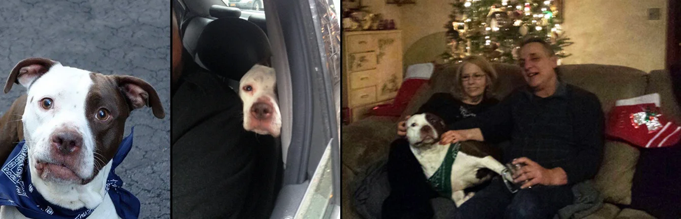 JAX. Rescued from a kill shelter in Manhattan. This lucky boy was supposed to spend one night with his foster grandma and grandpa, well that was a long, long, time ago, and they now admit they're two more Sav-a-Bull foster failures (we knew when we saw the embroidered "Jax" Christmas stocking on day #10). YAY for Bob, Susan and Jax! 