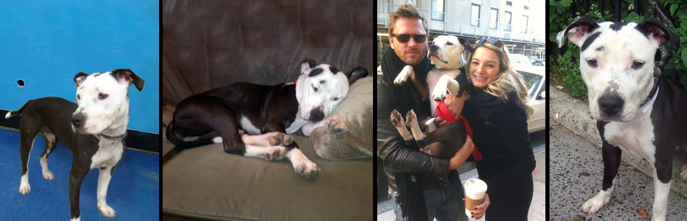 LEO. Rescued from the euthanasia list from a shelter in Manhattan by Stray from the Heart in partnership with Sav-a-Bull. Together we provided the medical care, training and time needed to prepare Leo for her amazing new life traveling the world with her recording artist daddy.