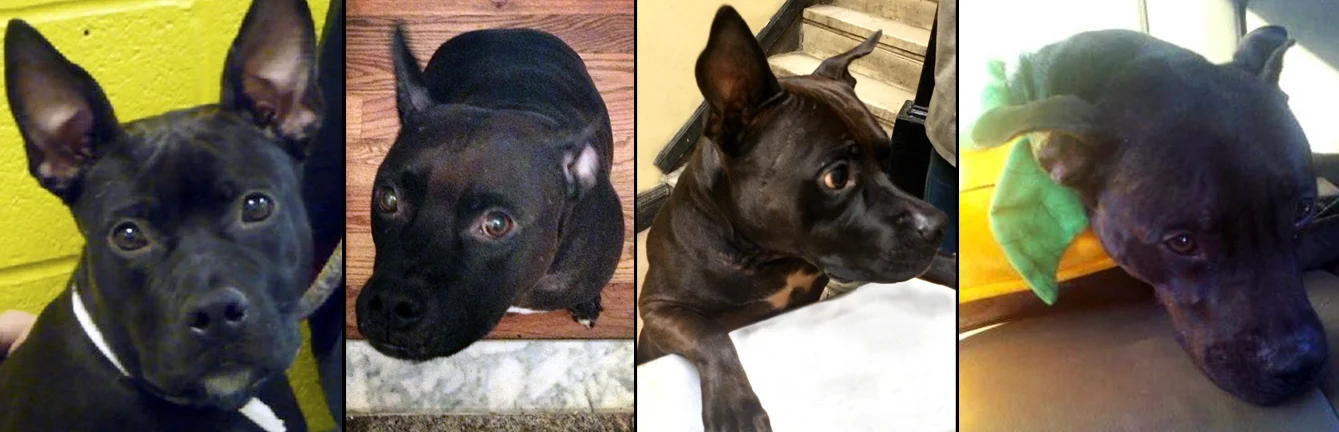JUBILEE. Rescued from the euthanasia list from a shelter in NJ. She now lives with her mommy Barbara, who is also a dog walker and sitter, so Jubilee gets to spend loads of time playing with all of her mommy's furry clients. Jubilee also recently became a sister to 2 rescued kitties. 