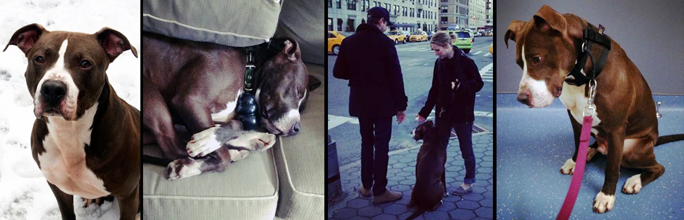 REGGIE. Rescued from a shelter in Long Island after being found as a stray. He now is living happily with his mommy Taylor and his daddy Jake who are the some of the best doggie parents ever! From being sad and completely withdrawn in a cage to hitting the doggie jackpot in Manhattan, we are so incredibly happy for Reggie! 