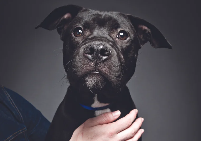 REGAN. Rescued after being abandoned in Queens. 