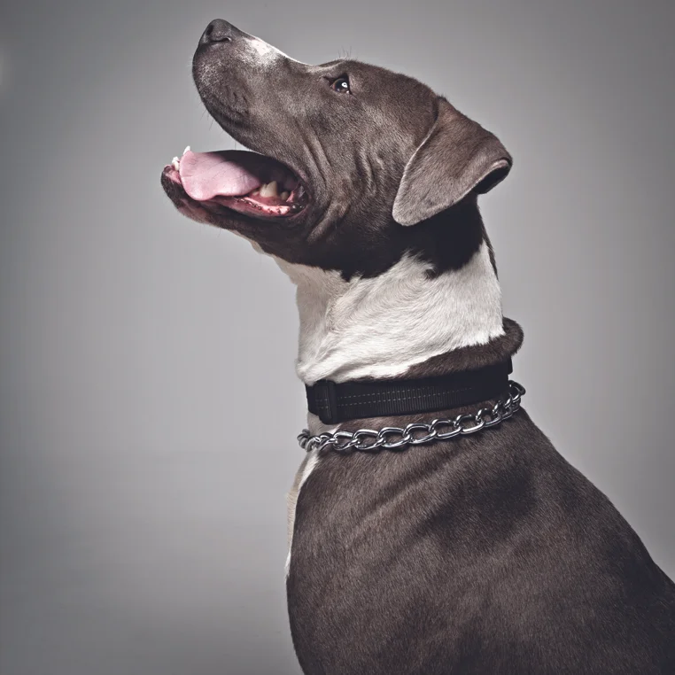 WILSON. Rescued from a kill shelter in Brooklyn.