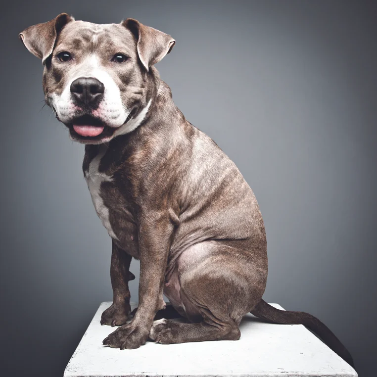 STELLA. Rescued from a kill shelter in Manhattan after being used to breed and then abandoned.