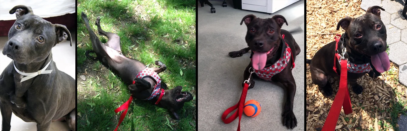 CALVIN. Rescued after a year wait, from a shelter in Long Island. Calvin now gets to listen to his dad Andrew compose music in their Brooklyn home all week long and enjoy cookouts with all of his new human friends on his weekends. Calvin is also the subject of our first ever adventure photo series "Calvin's fantastic fantasy." 