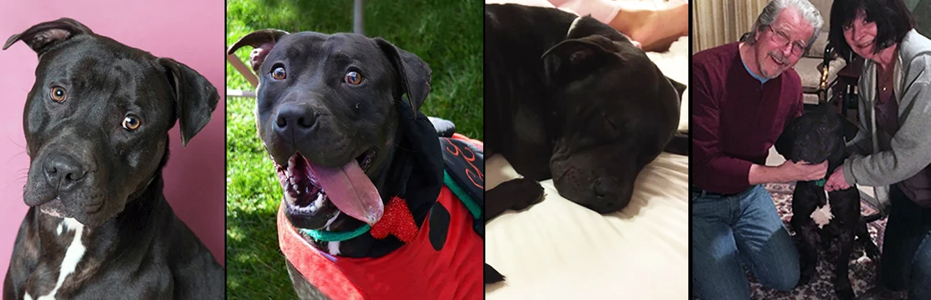 FINN. Rescued after a year and a half wait, from a shelter in Long Island. Gorgeous Finn now lives with his mom Kim, dad Jim and their enormous backyard, where he gets to run, play and watch deer and squirrels all day. He also gets to do his favorite thing in the world every night, snuggle in bed curled up between his loving parents.