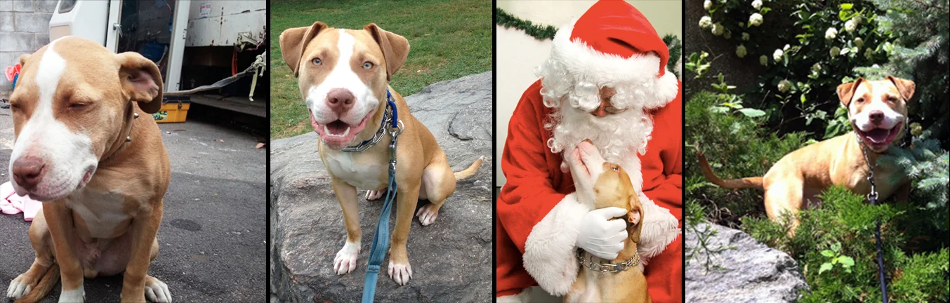 KEITH. Rescued from being tethered to an 18-wheeler in a scrap metal yard in Queens. After 18 months, lots of specialized training and a couple of failed adoptions in the city, Sav-a-Bull determined that a life away from concrete, kennels and traffic was what Keith needed. And we are very, very happy to say Keith is now living successfully with his human dad Don. There he swims in a lake, plays with his furry German Shepard sister Stella and cat brother and hikes every day!