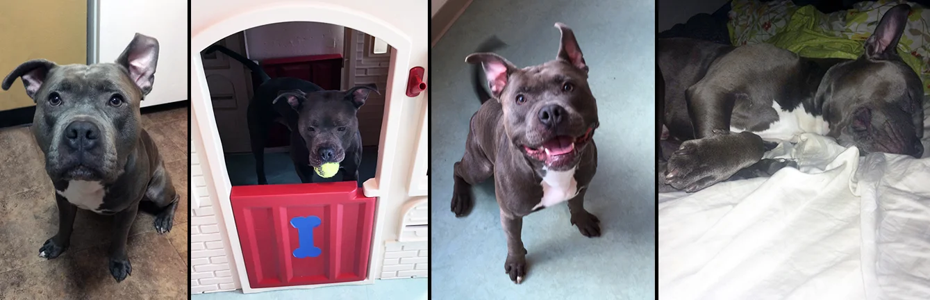 DUKE. Rescued after being surrendered due to anti–pit bull housing regulations. Through a partnership with The Spot Experience and Sav-a-Bull, Duke was able to remain socialized, live with an experienced foster and receive the medical treatment he needed until he was able to be safely reunited with his family. 