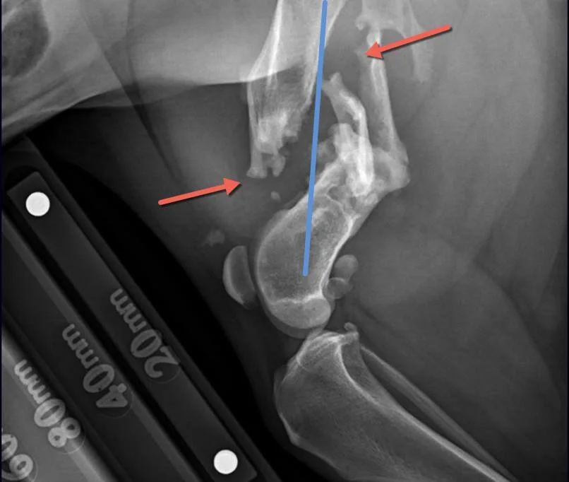 Chili's left hind leg x-ray, indicating several of the brakes in her femur.