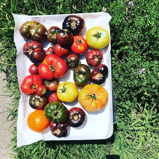 farm fresh heirloom tomatoes ........................... #friday #farmfresh #eatlocal #supportlocal #smallbusiness #ct #ctfoodandfarm #nofarmsnofood #heirloom #organic #healthy #grow #growop #countrybumpkin #inthesticks #tolland