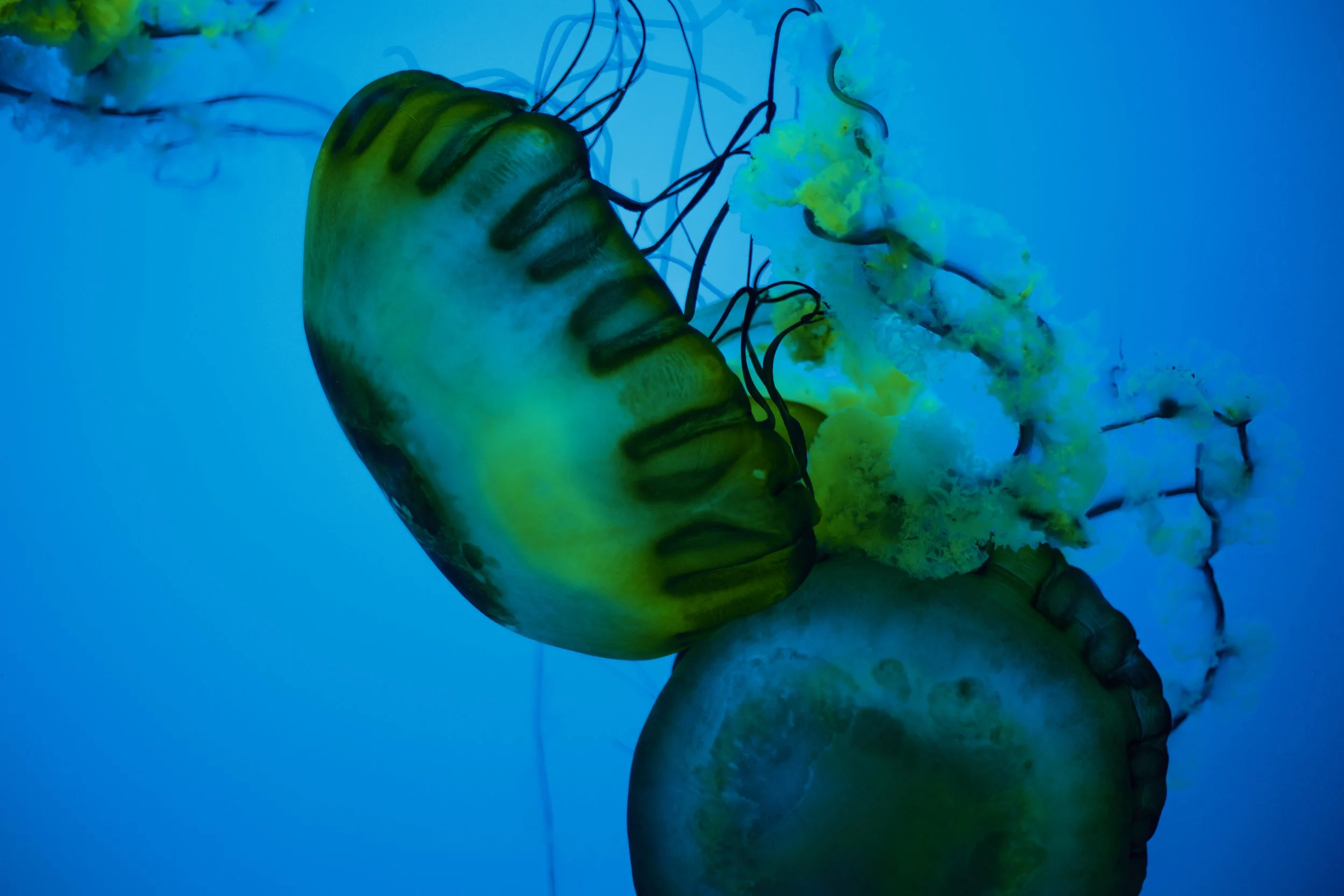 _MG_7100.jpg
