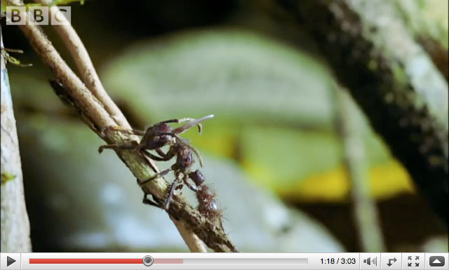 ant.jpg