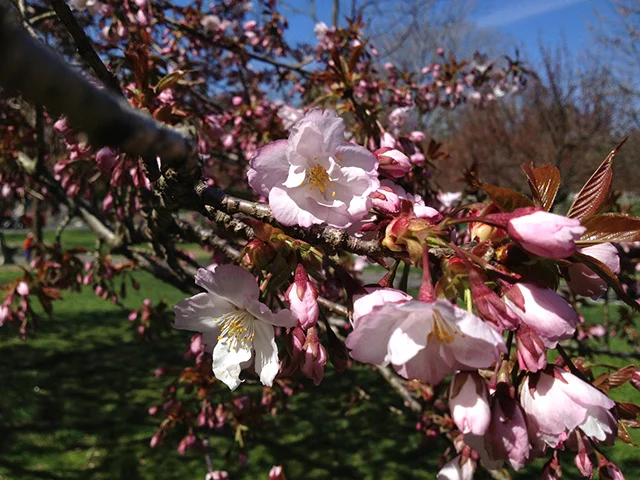brooklyn-botanic-garden-2