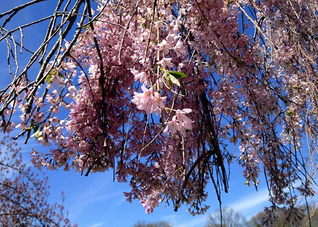 brooklyn-botanic-garden-5