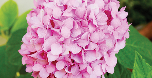 Mott's Landscaping-Hydrangeas.jpg