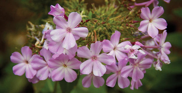 Mott's Landscaping-Purple Flowers.jpg