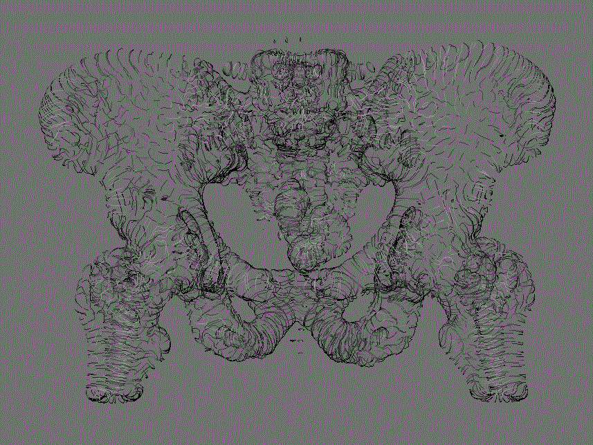pelvis.submitted.gif