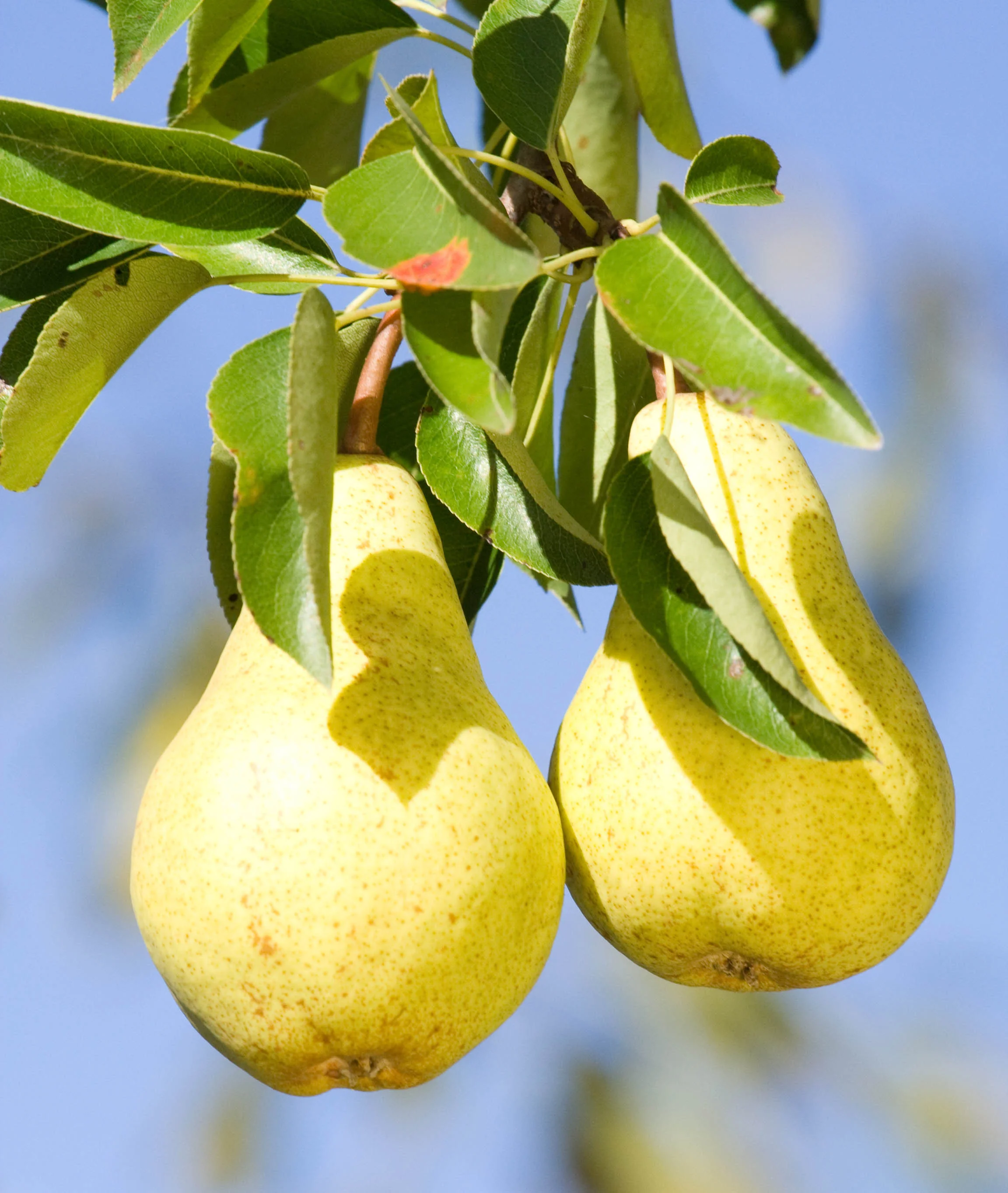pears-in-tree.jpg