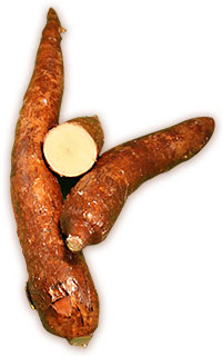 Yuca