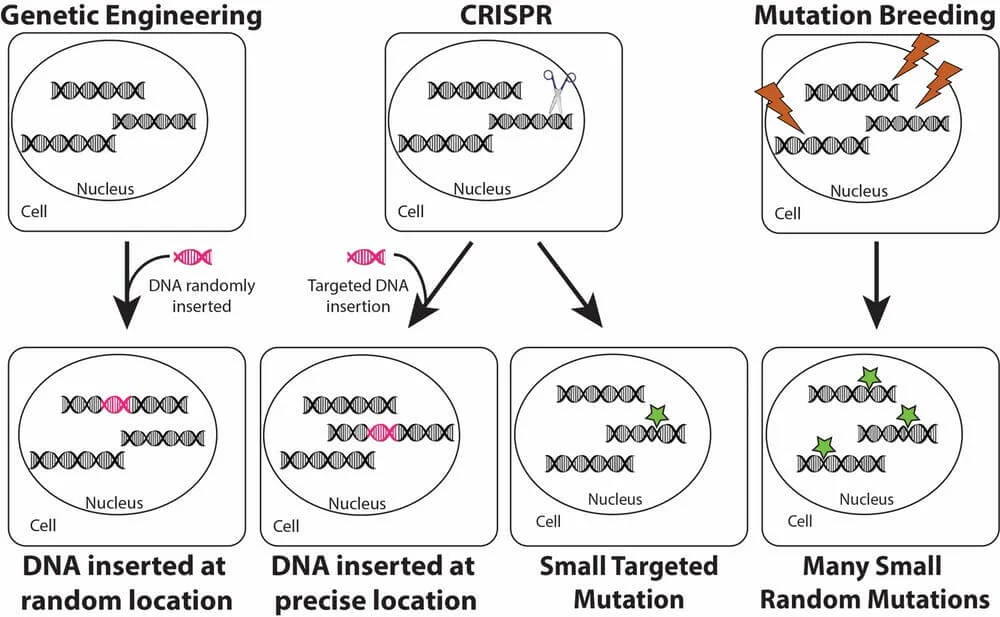 organic_farming_with_gene_editing-2.jpg