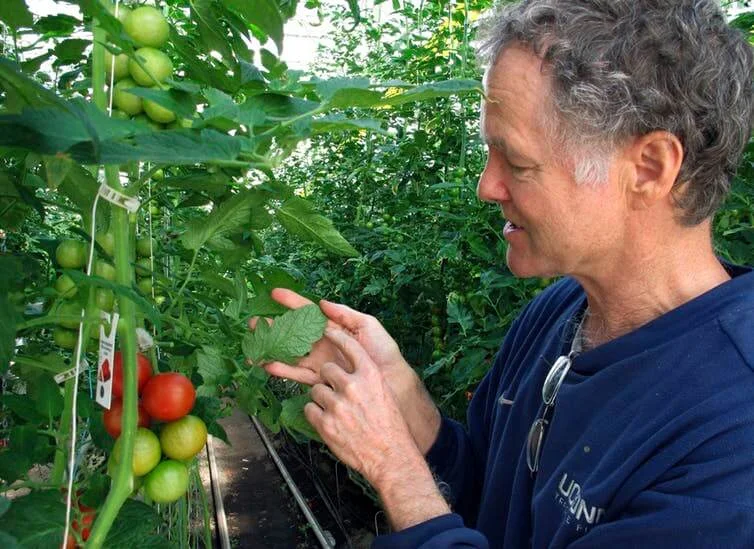 Dave Chapman, owner of Long Wind Farm, checks for insects on organic tomato plant leaves in his greenhouse in Thetford, Vt. Chapman is a leader of a farmer-driven effort to create an additional organic label that would exclude hydroponic farming and…