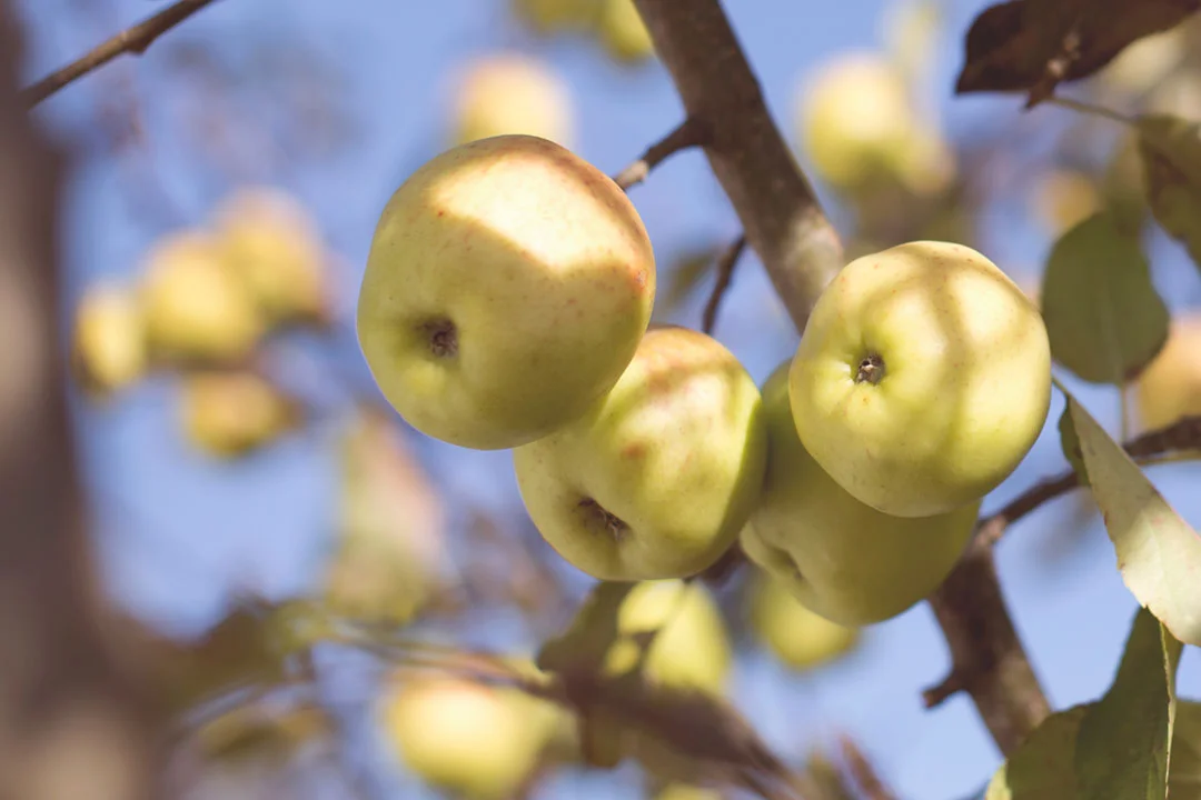 Scientists have discovered a way to make apples last an entire year