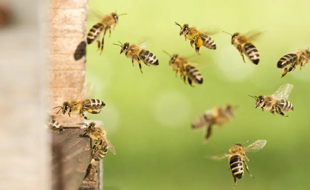 Blue Orchard Bees Look to be Promising Pollinators