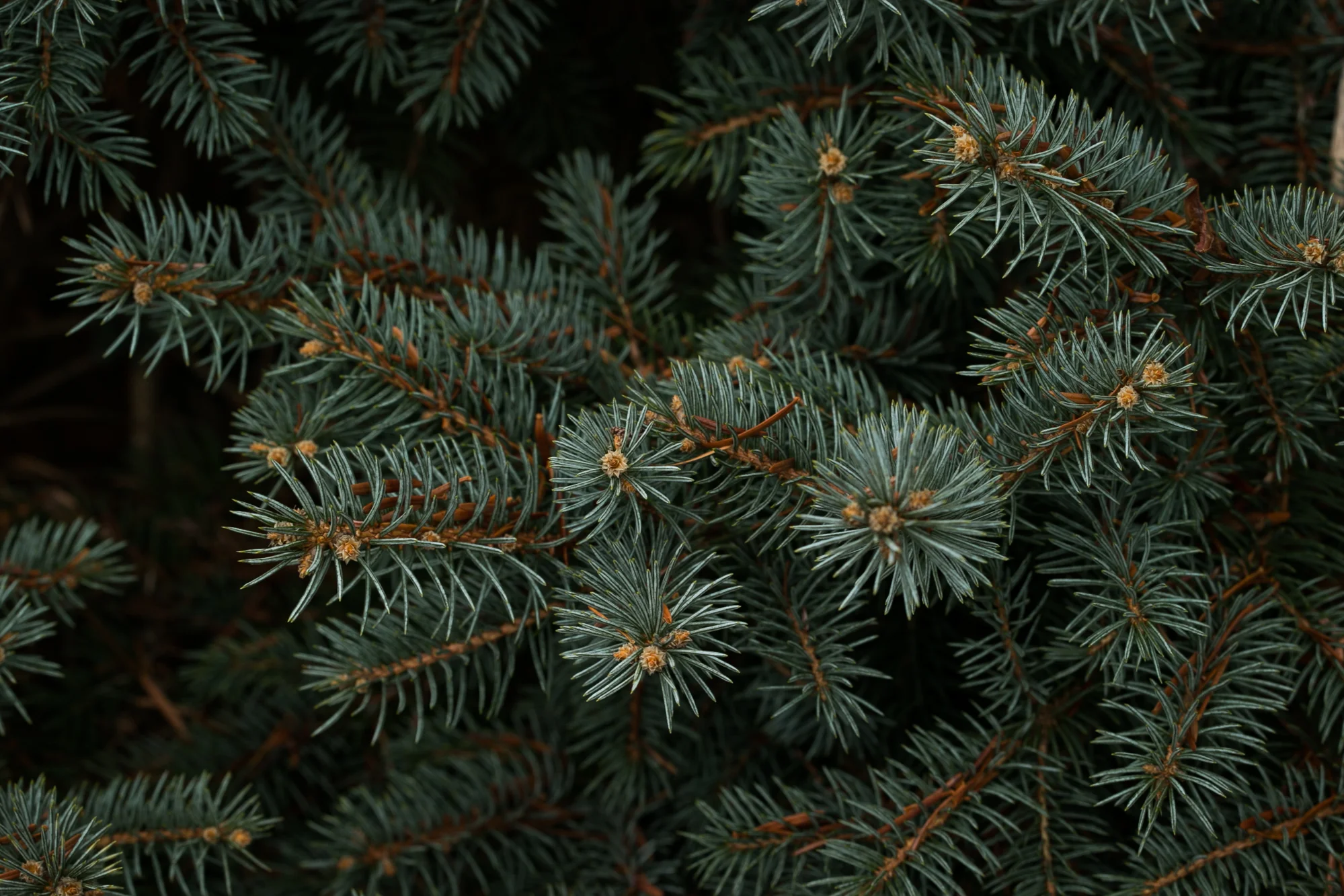 PineMacro-2.jpg
