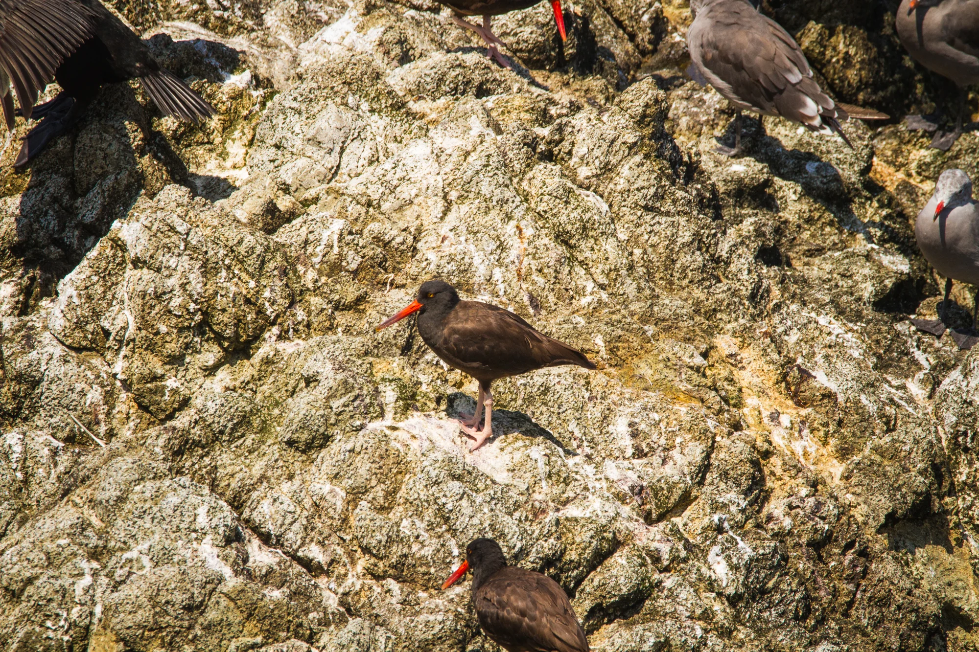 TomalesPoint_Oystercatcher_2000px.jpg