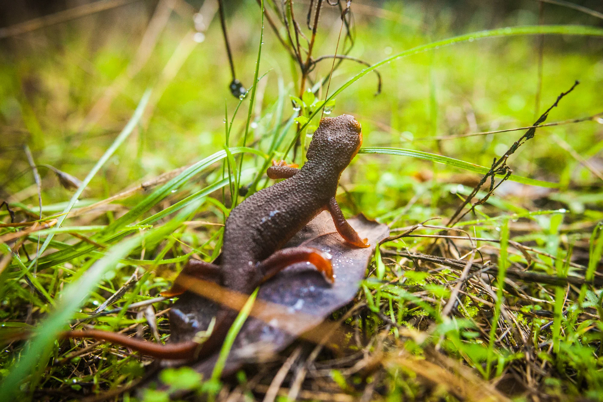 SkylineToTheSeaTrailNewt2_2000px.jpg