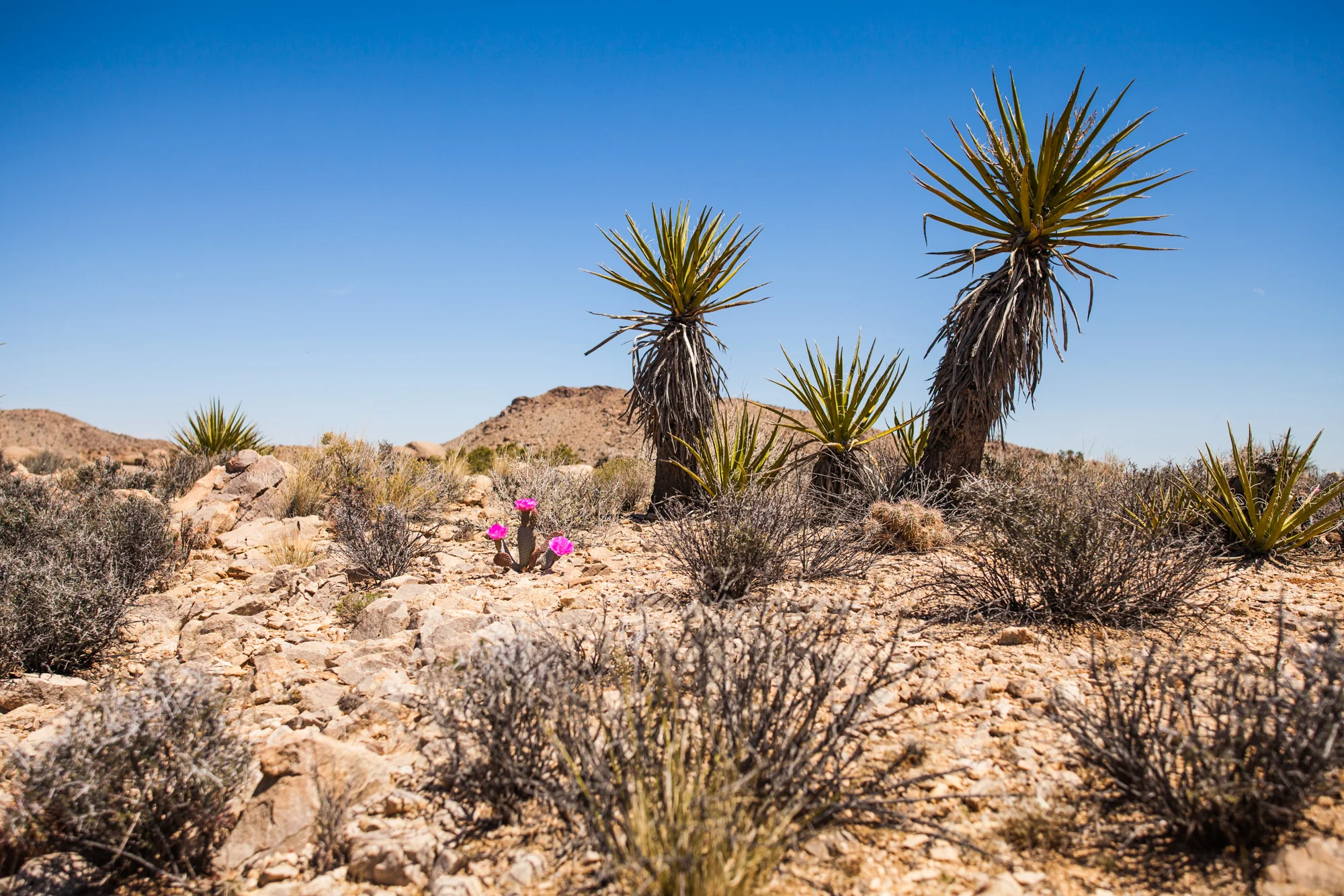 JoshuaTree_2000px.jpg