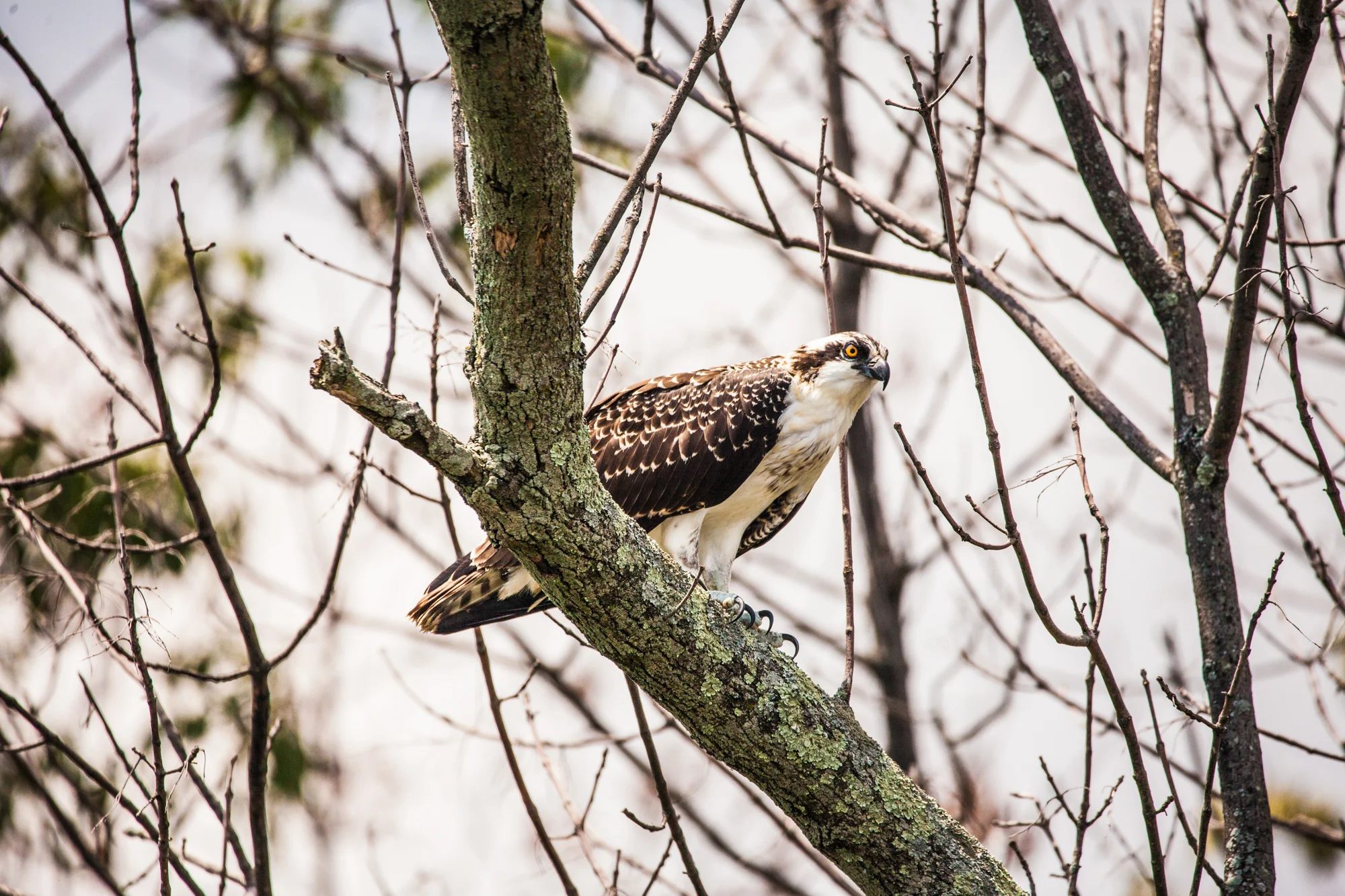 Osprey_DykeMarsh_2000px.jpg