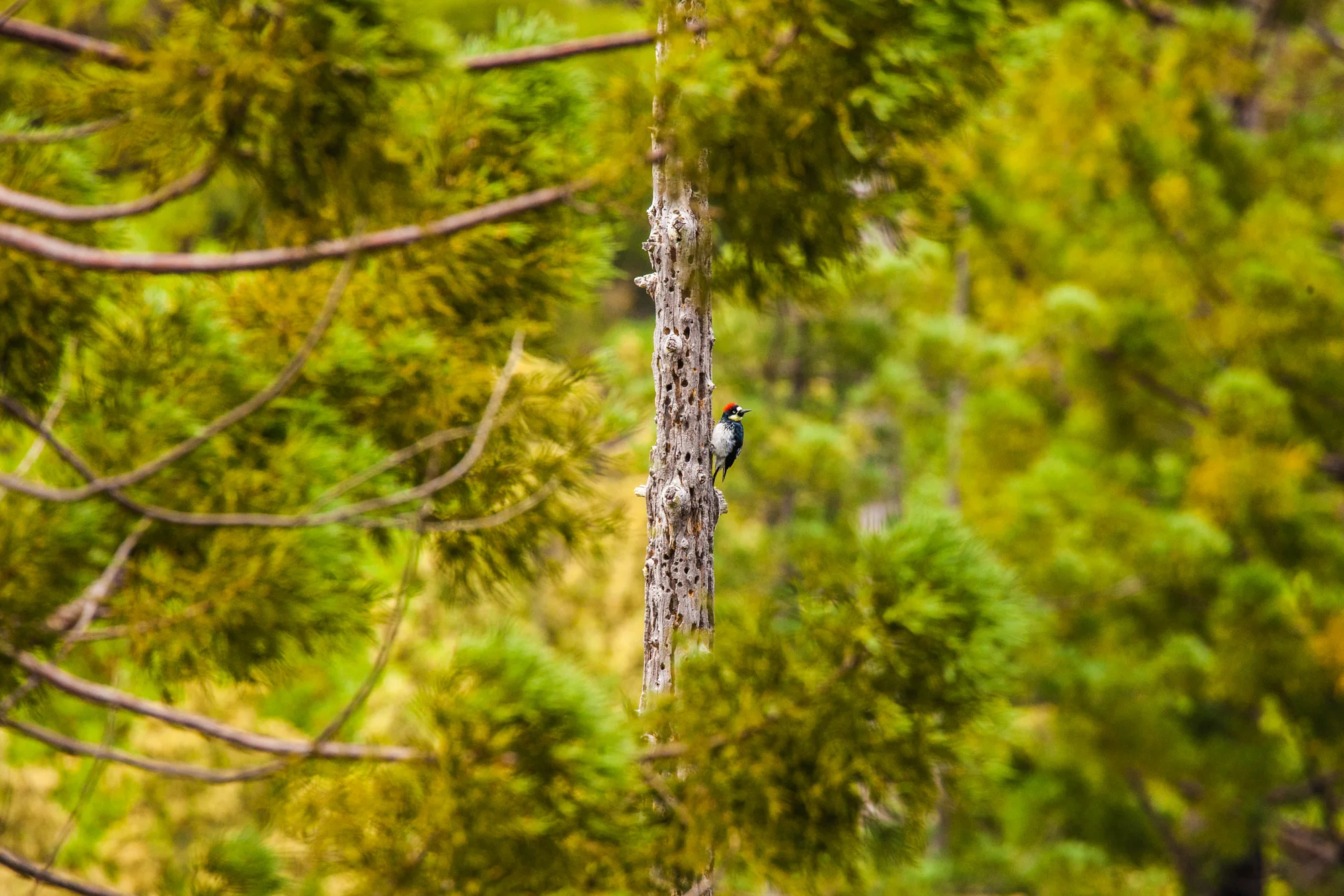 Woodpecker_2000px.jpg