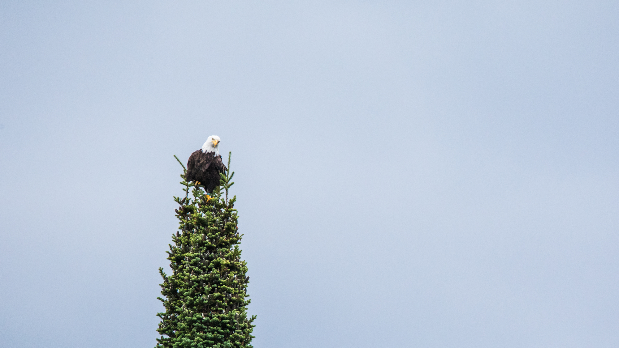 BaldEagle_2000px.jpg