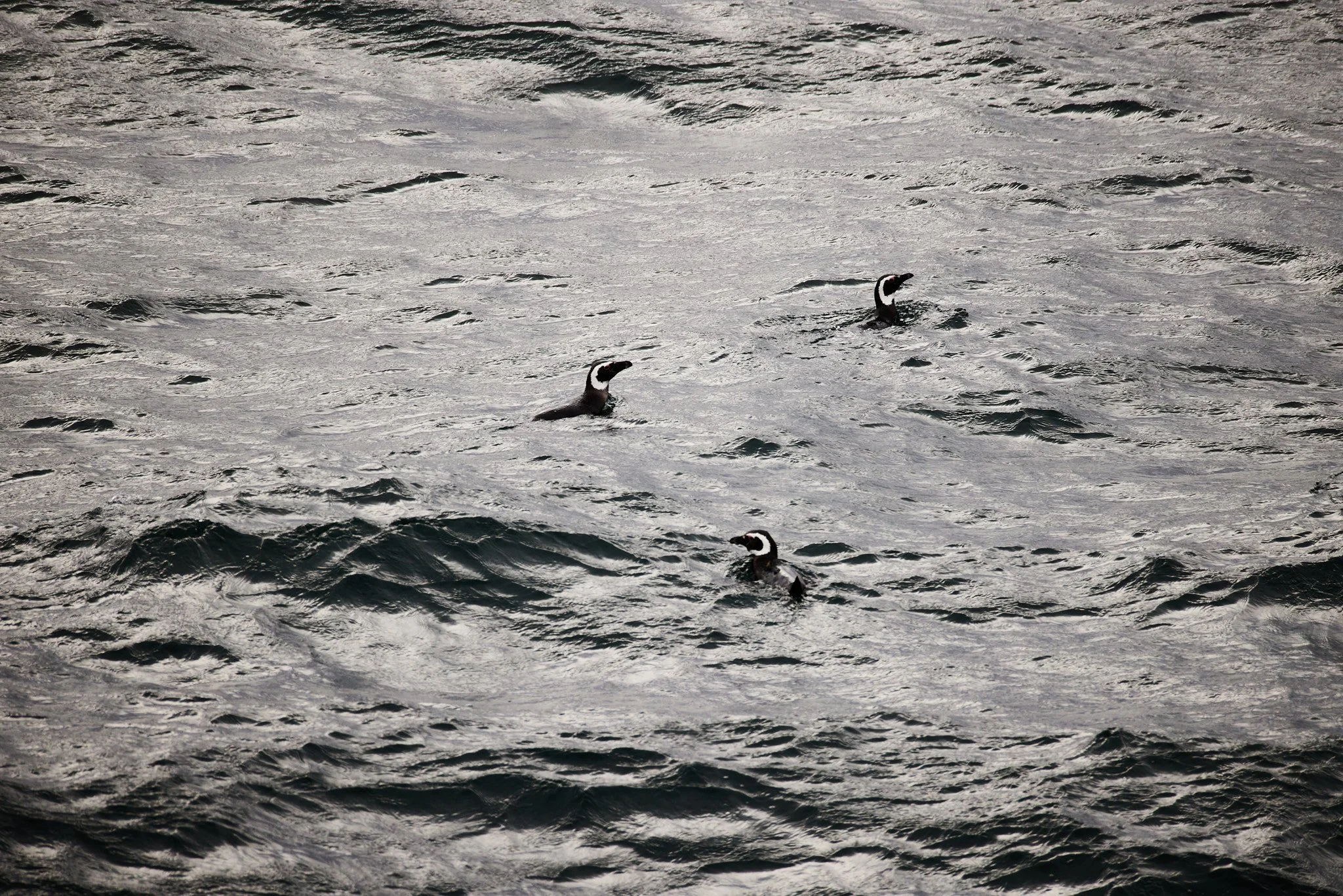 AntarticaRAW_14261.jpg