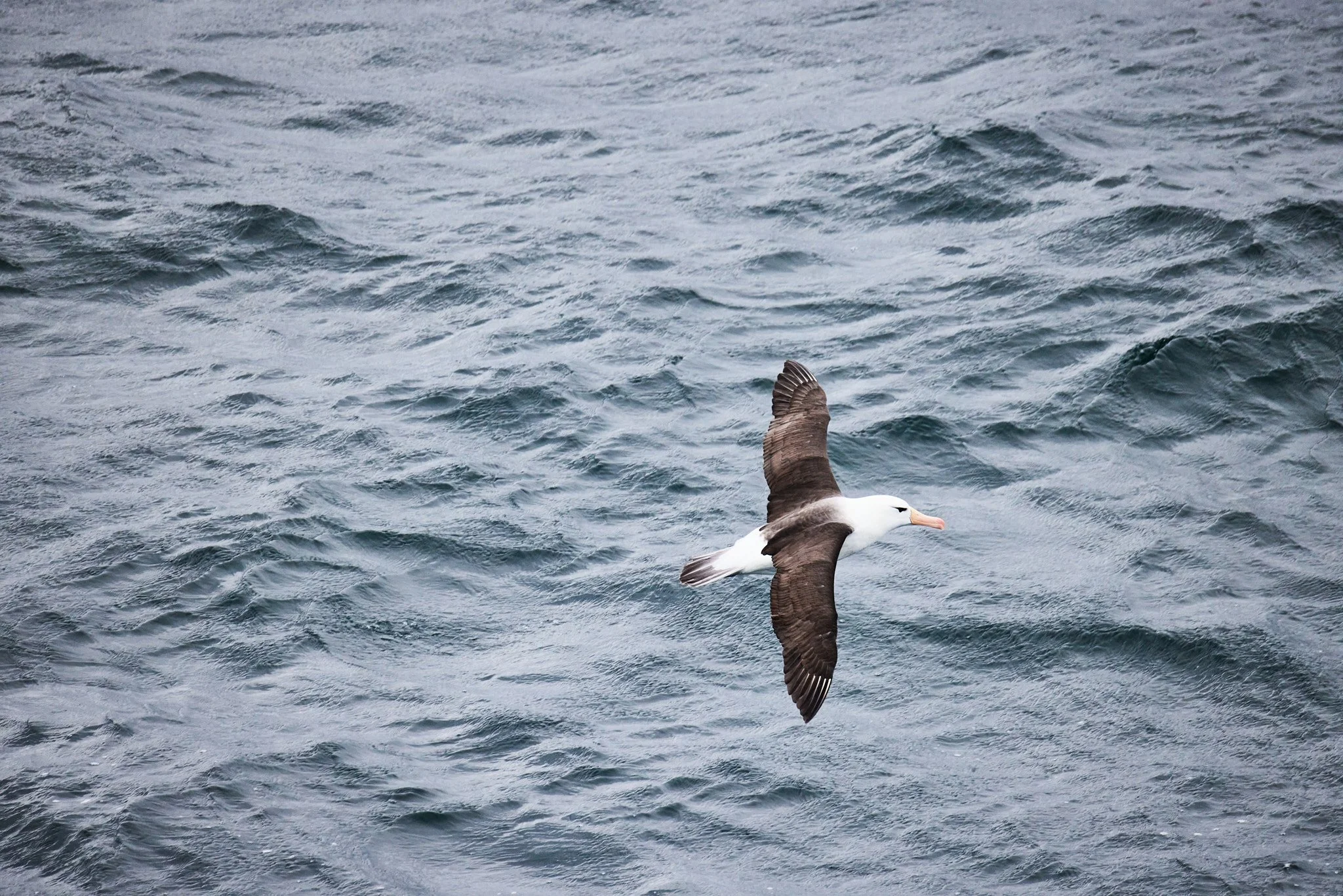 AntarticaRAW_14225.jpg