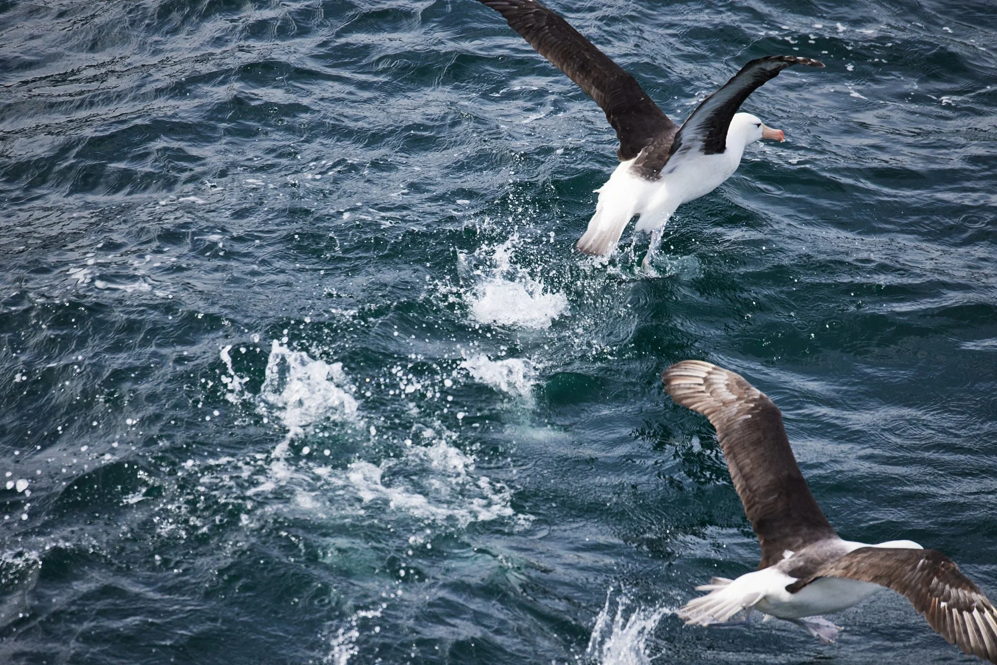 AntarticaRAW_13116.jpg