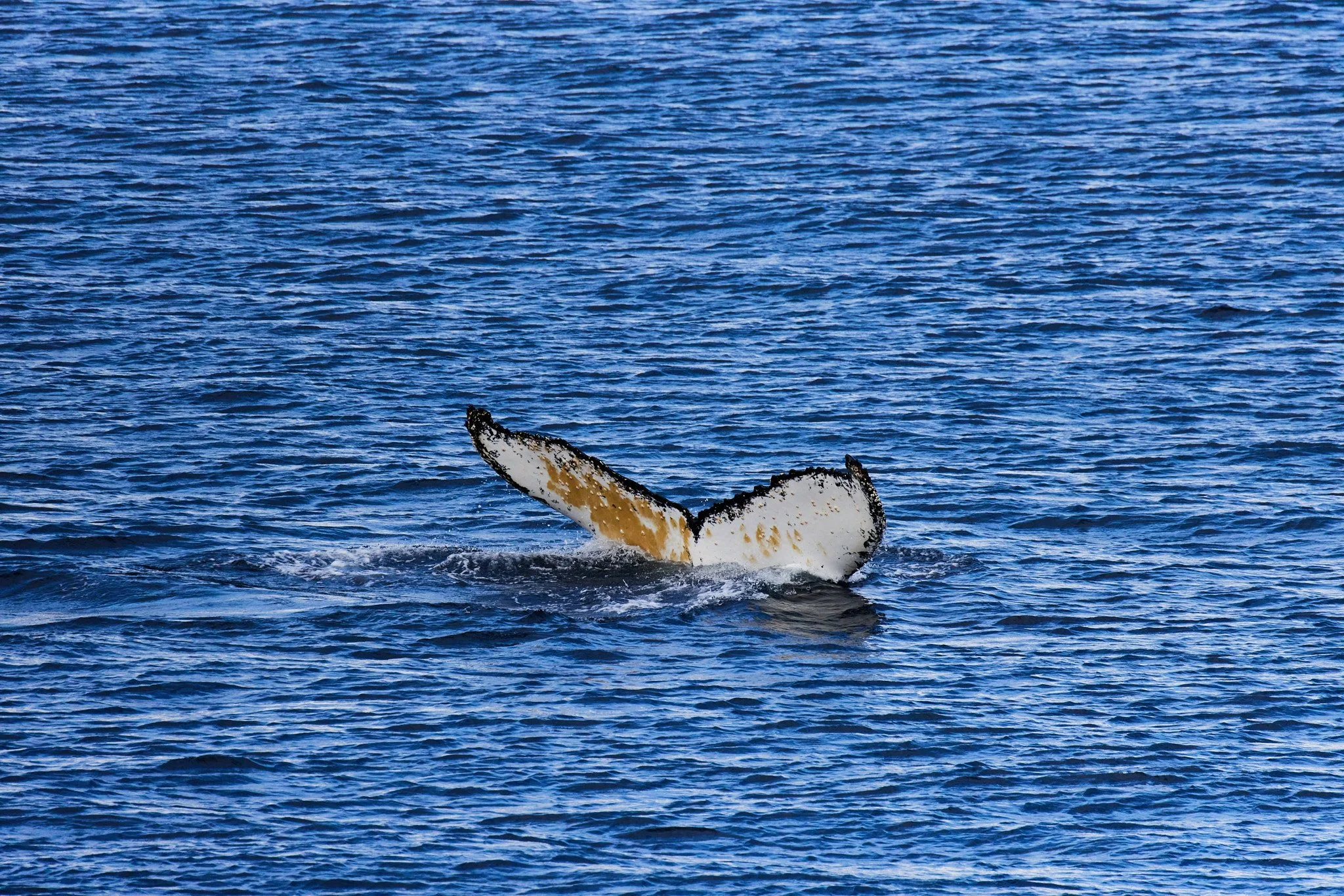 AntarticaRAW_12675.jpg