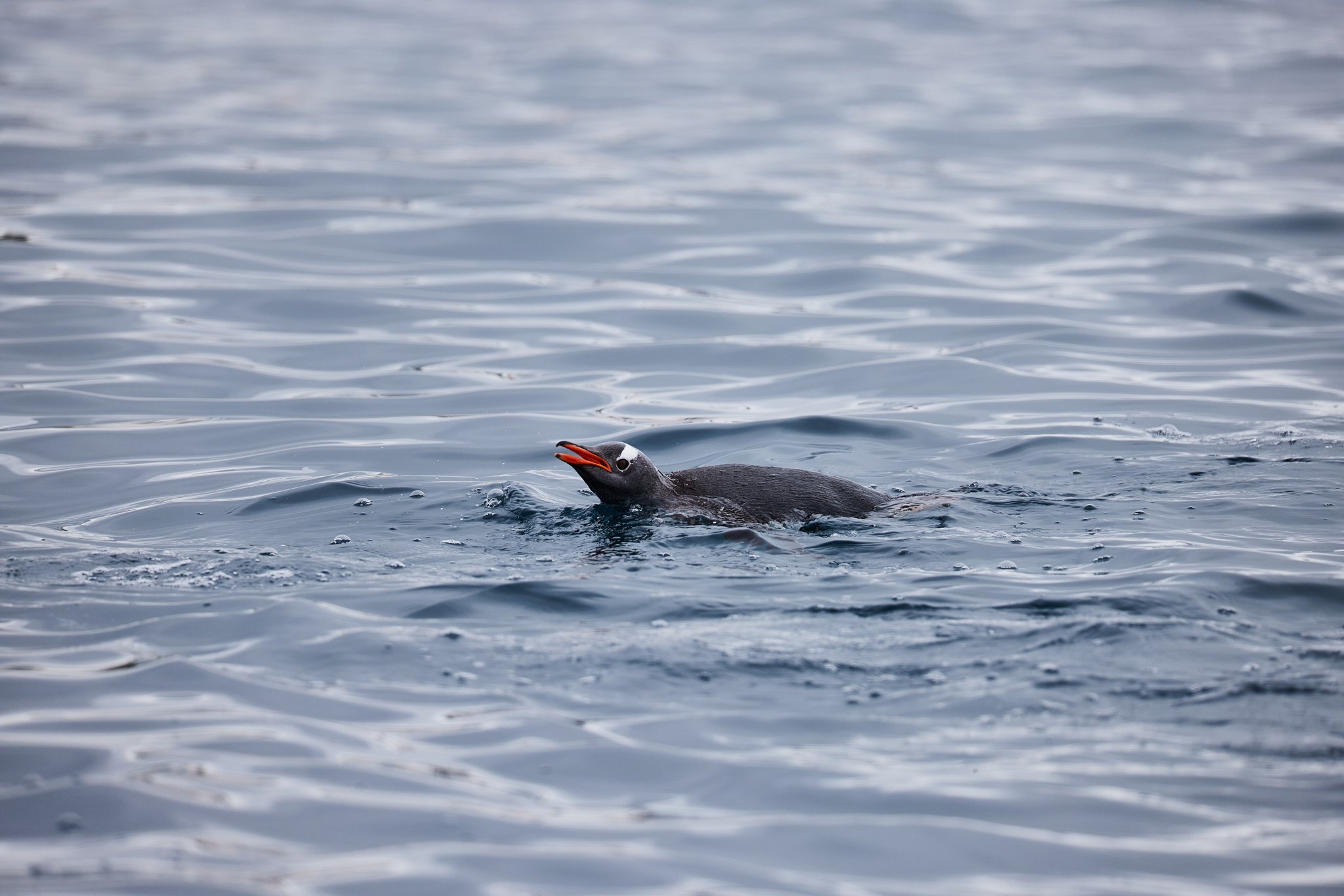 AntarticaRAW_11773.jpg