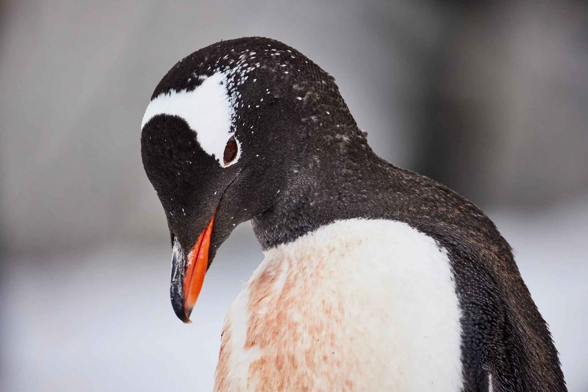 AntarticaRAW_11614.jpg