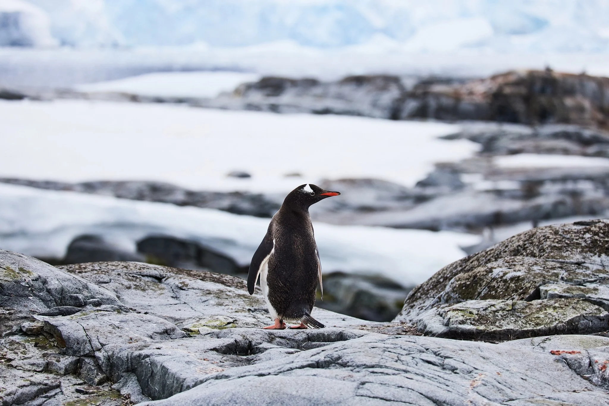 AntarticaRAW_11613.jpg