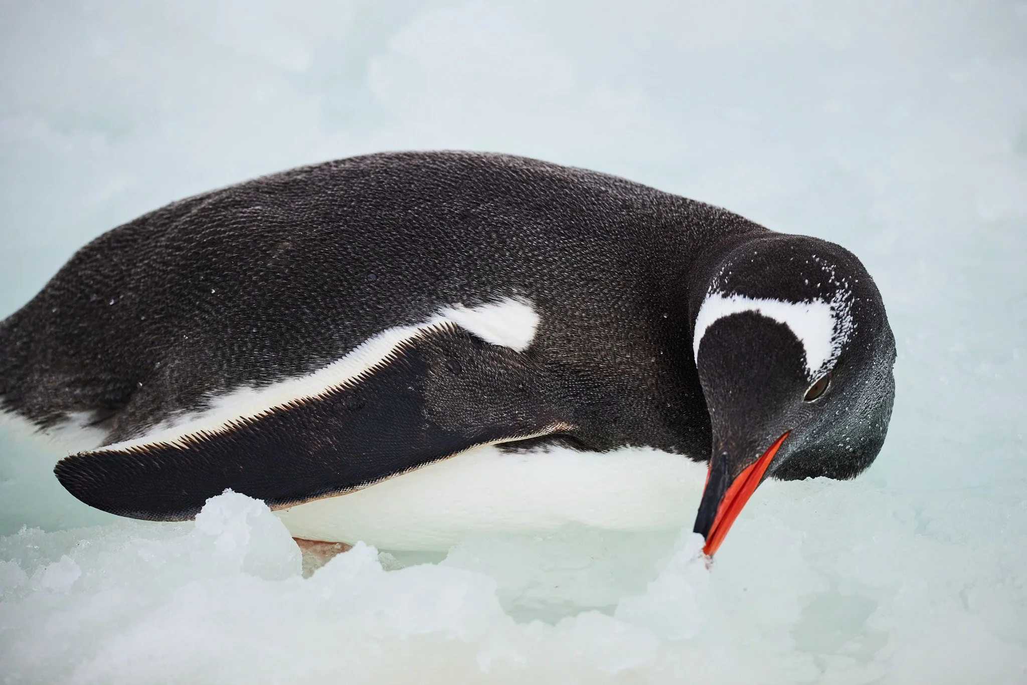 AntarticaRAW_11589.jpg