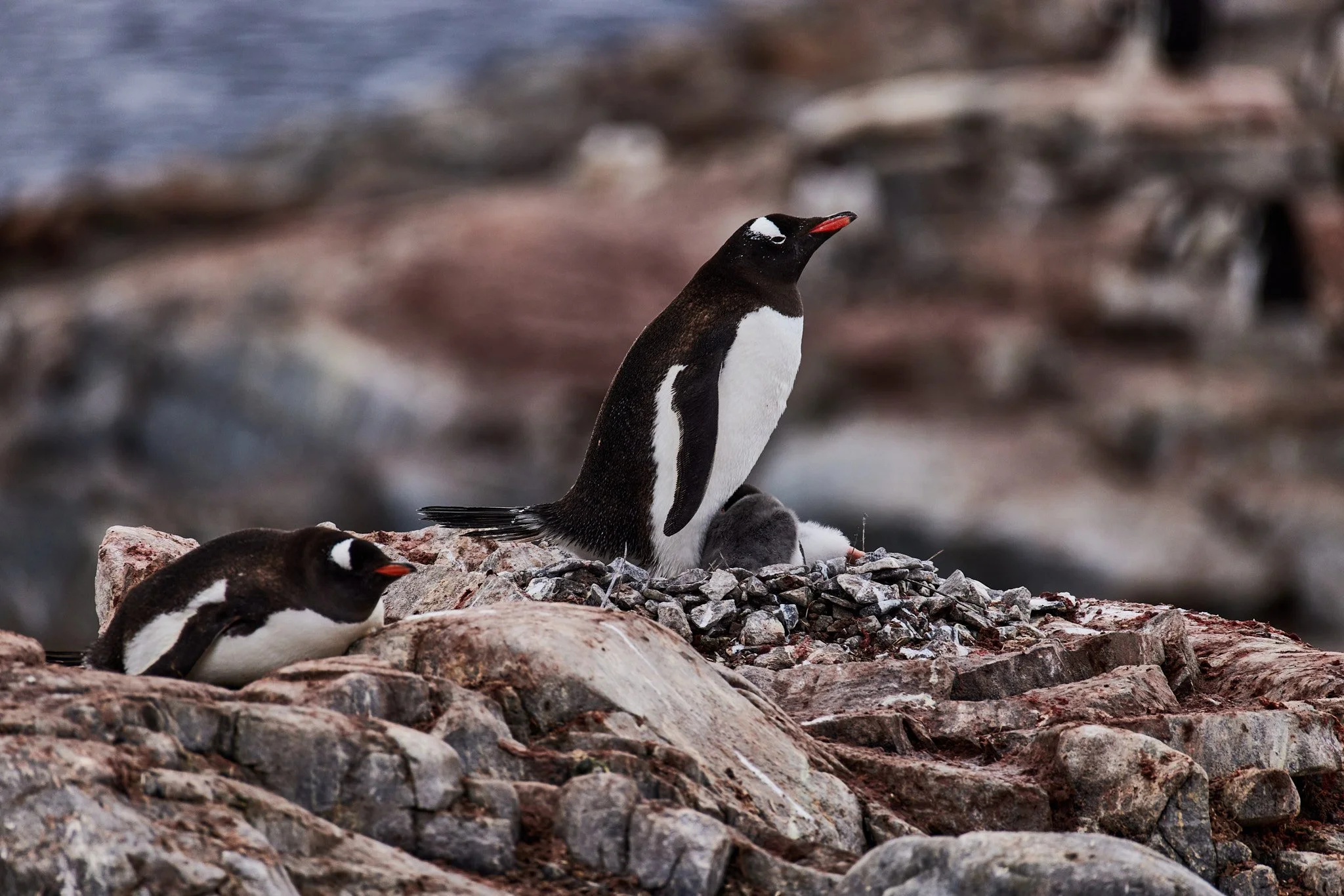 AntarticaRAW_11550.jpg