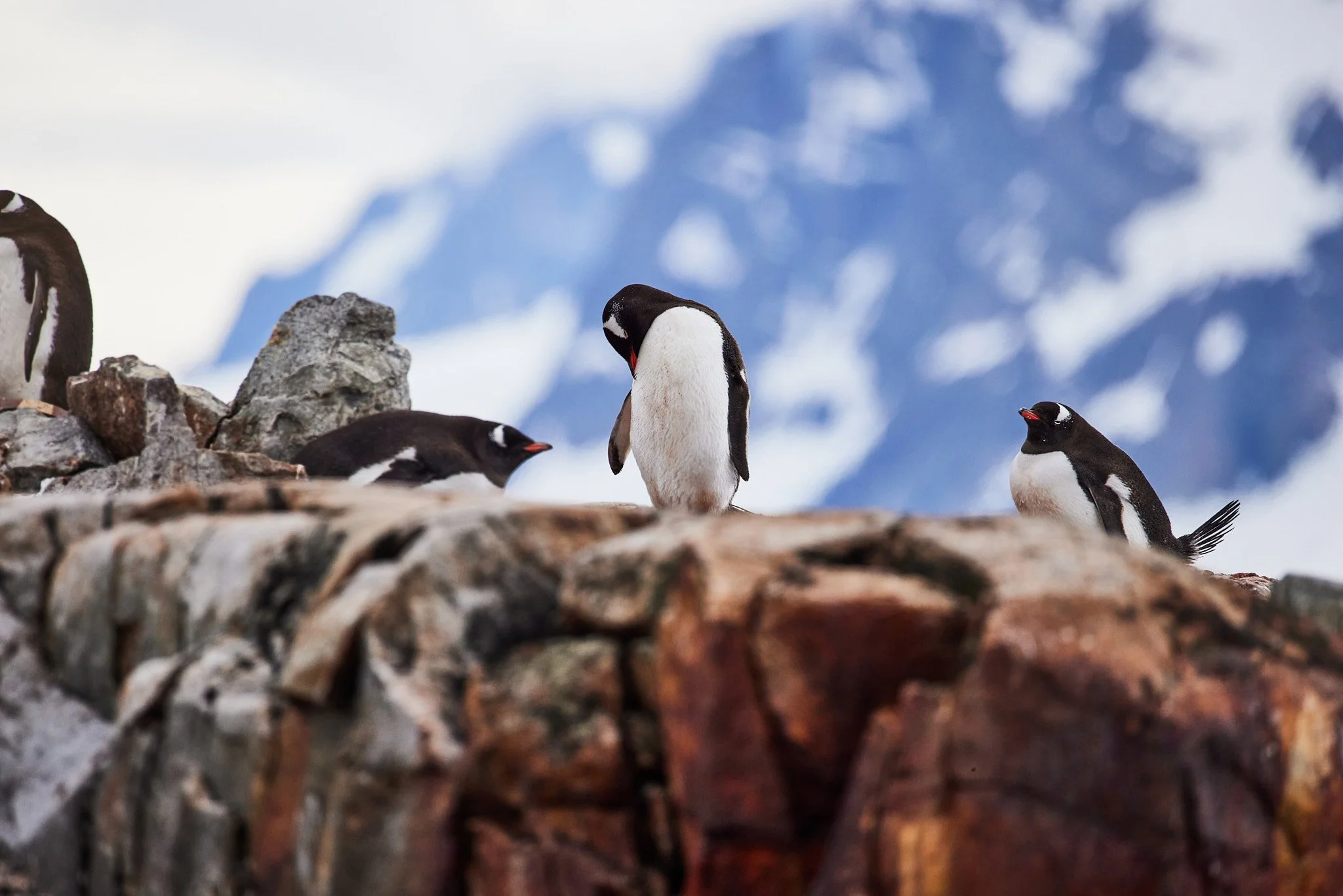 AntarticaRAW_11518.jpg