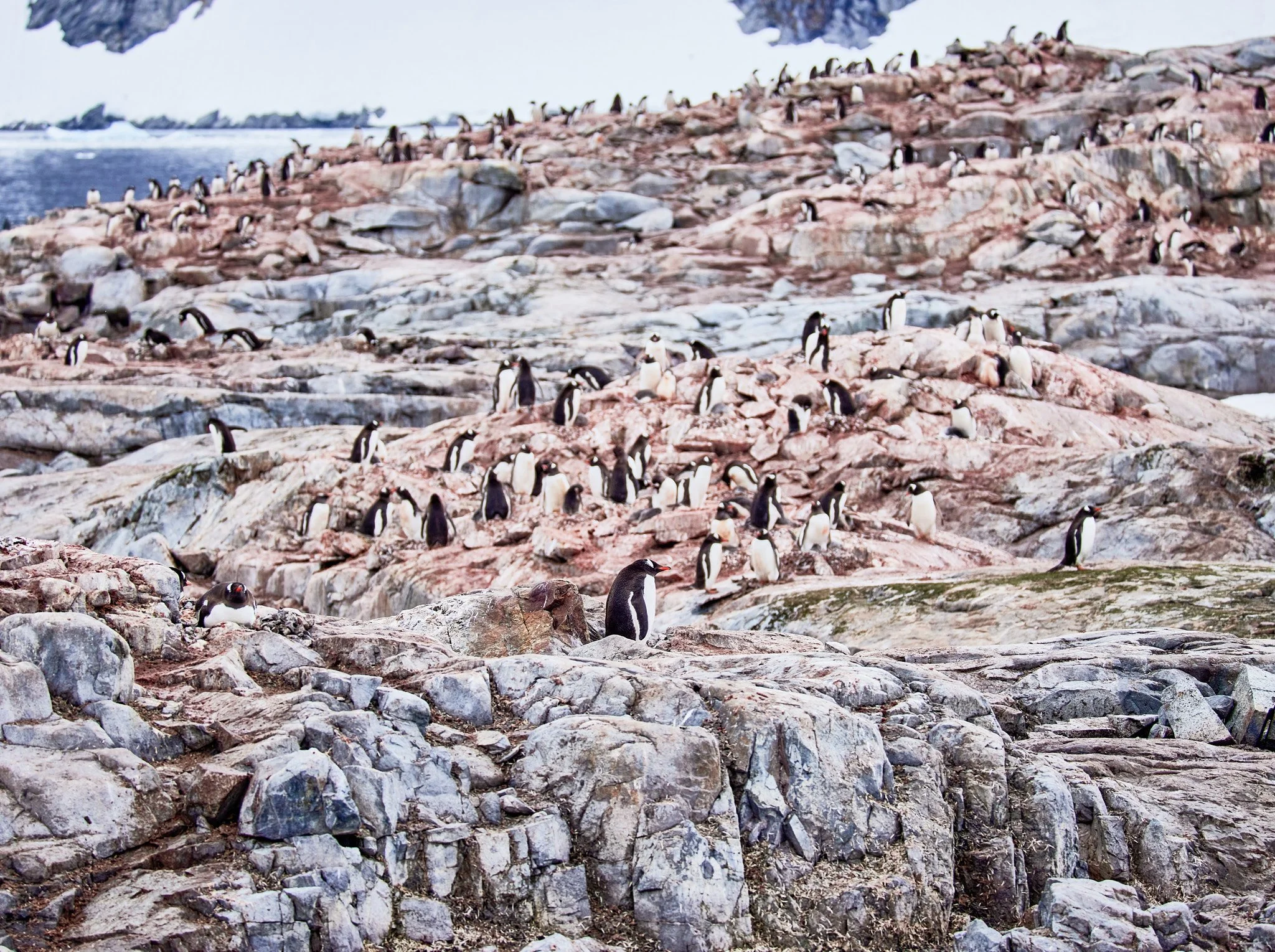 AntarticaRAW_11425.jpg