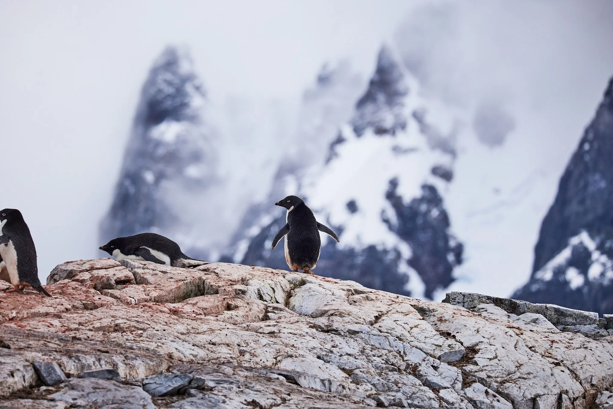 AntarticaRAW_11283.jpg