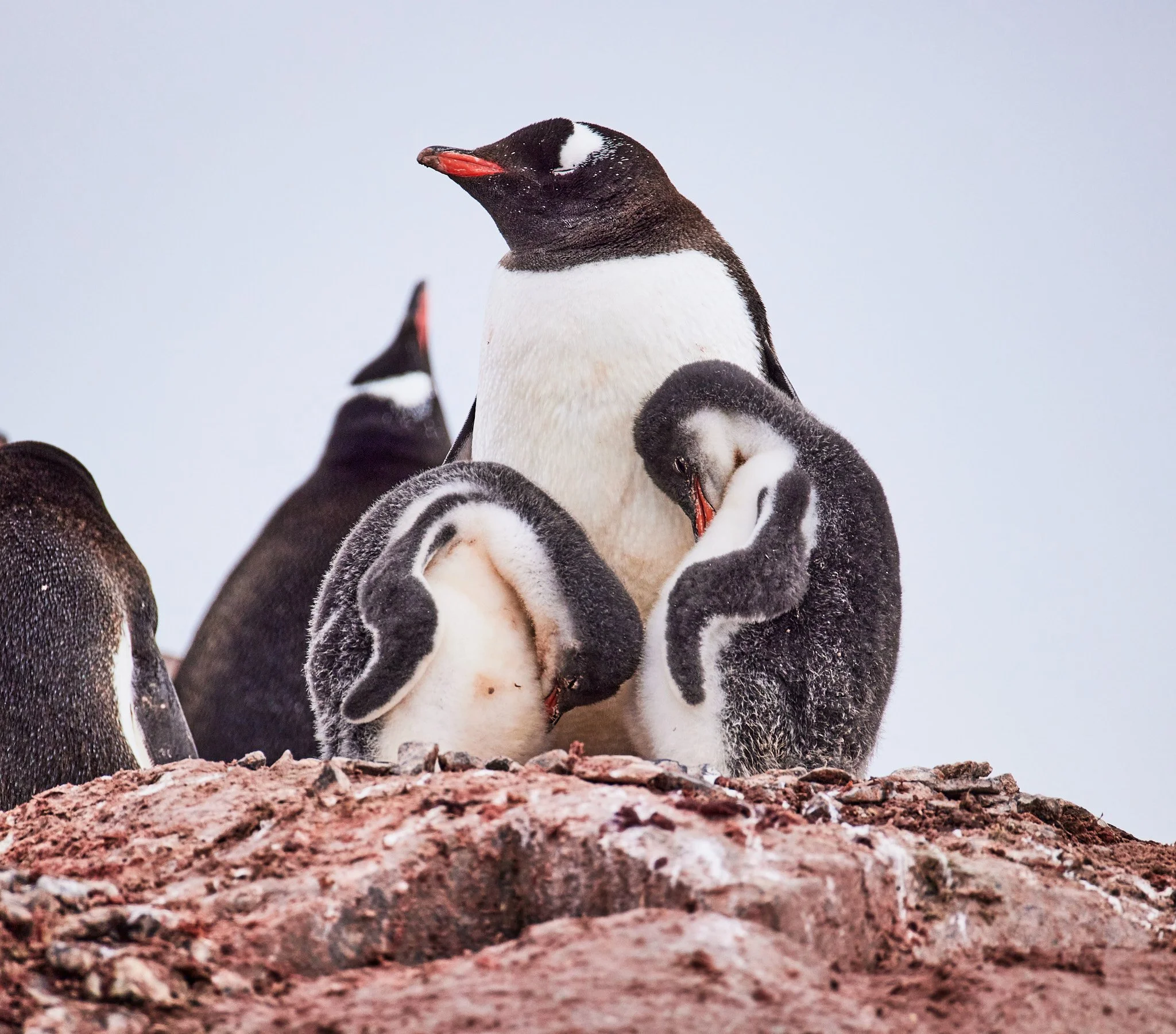AntarticaRAW_11233.jpg