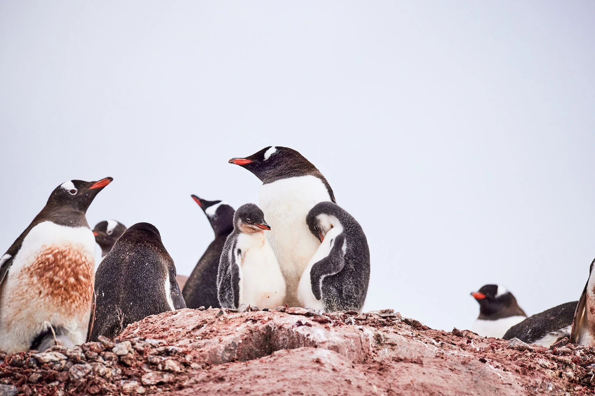 AntarticaRAW_11223.jpg