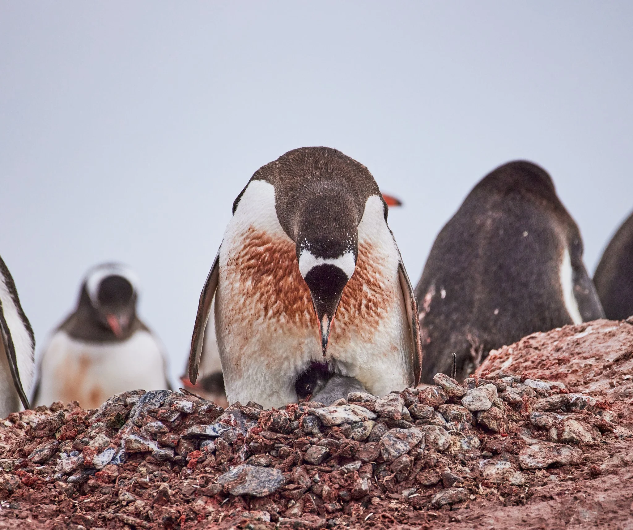 AntarticaRAW_11219.jpg