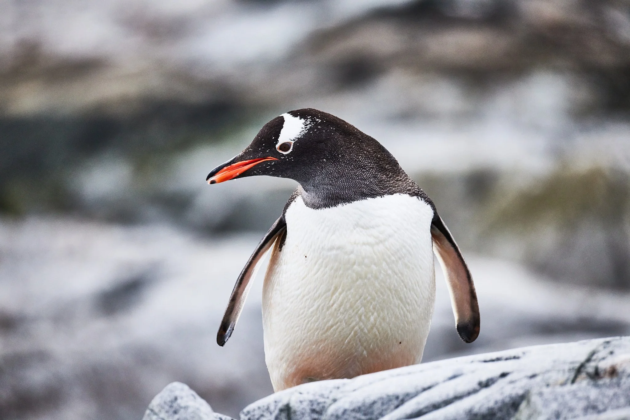 AntarticaRAW_11078.jpg