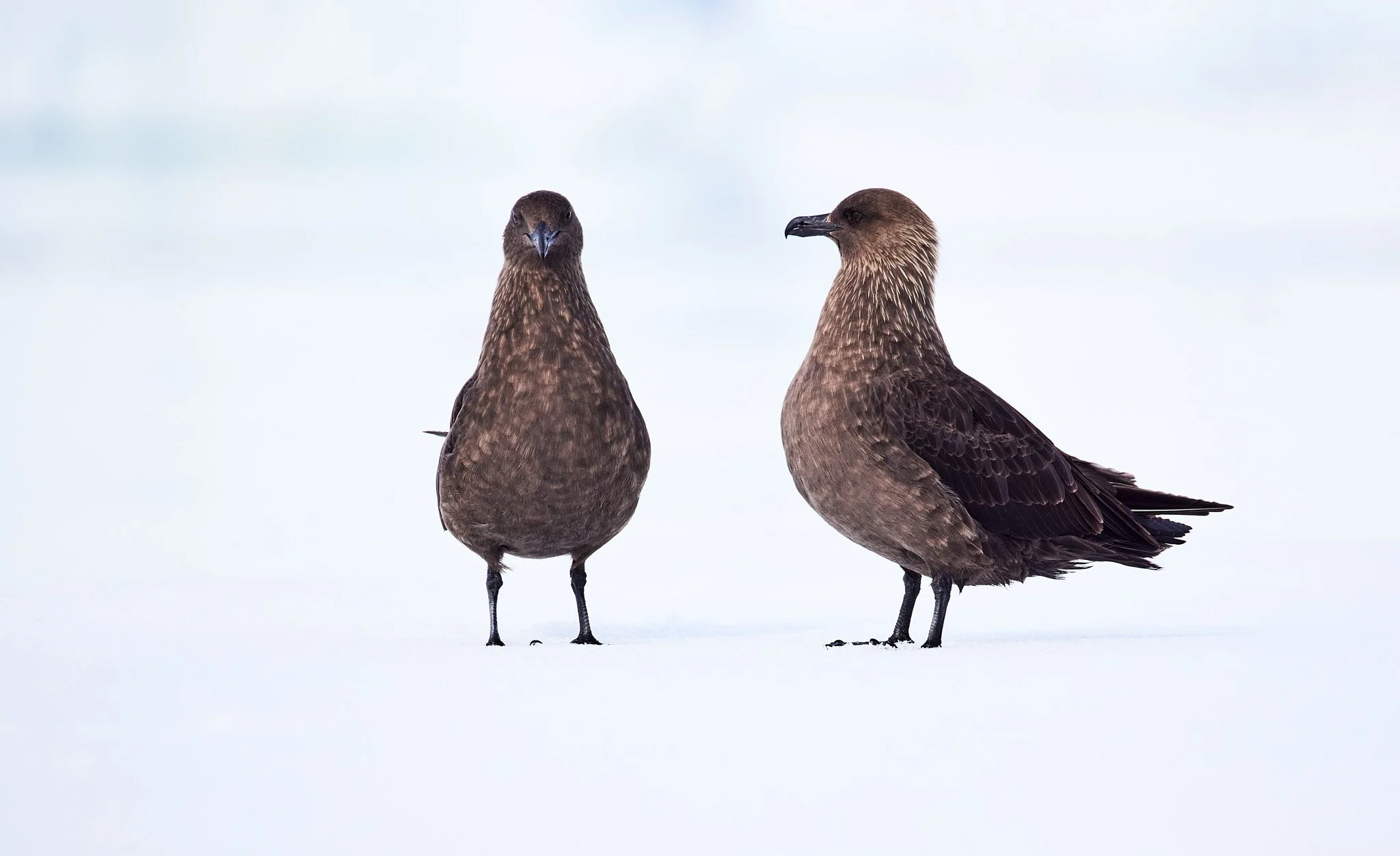 AntarticaRAW_10723.jpg